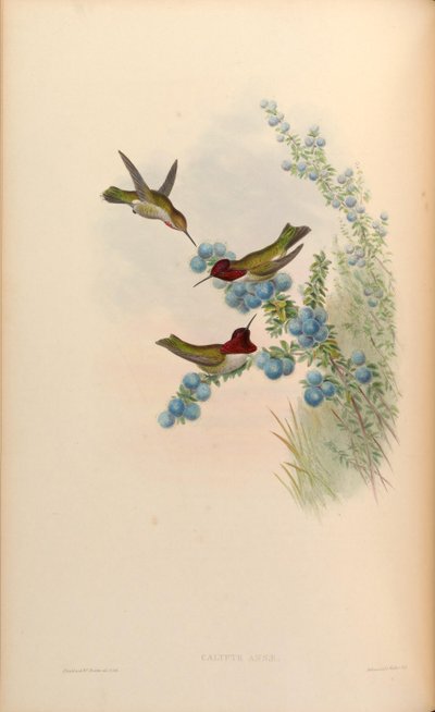 Calypte anna by John Gould